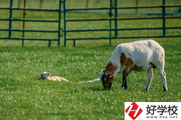 張家界旅游學校的優(yōu)勢在哪里？