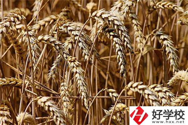 岳陽(yáng)最好的中專是哪一所？學(xué)校推薦學(xué)習(xí)哪些專業(yè)？